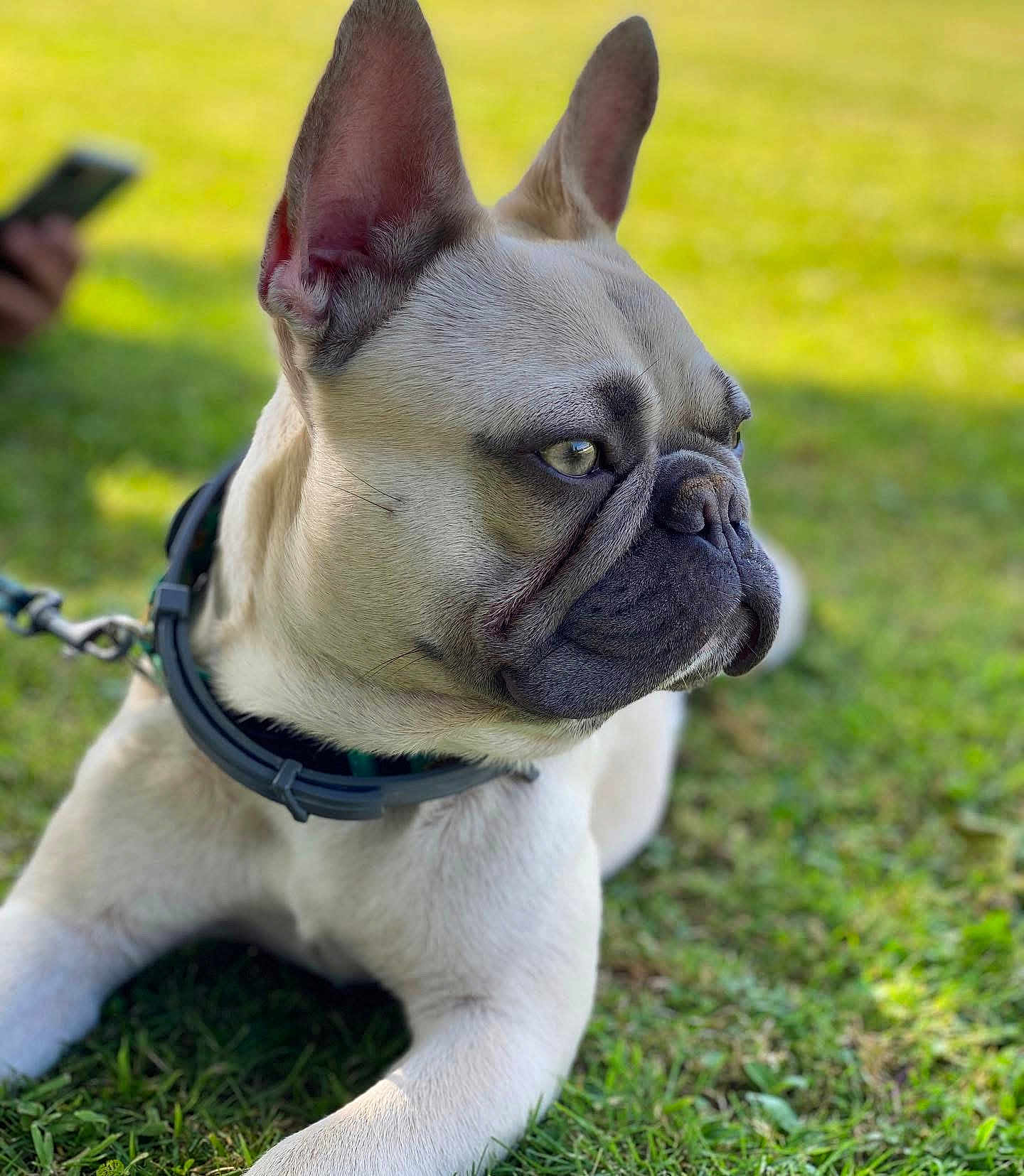 Taco joined the competition — help win amazing prizes! dog, french_bulldog, pet, animal, grass, outdoor, leash, collar, closeup, portrait, canine, laying_down, sunlight, ears, snout, fur, greenery, daytime, nature, domestic_animal