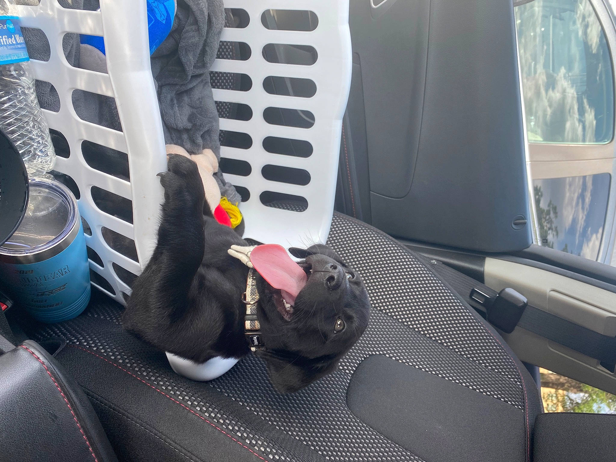 Dug is registered to the contest to win money with this photo: auto_part, automotive_design, automotive_exterior, automotive_lighting, automotive_tire, bag, bumper, car_seat, car_seat_cover, carnivore, family_car, gas, hood, human_leg, luggage_and_bags, motor_vehicle, trunk, vehicle, vehicle_door, window