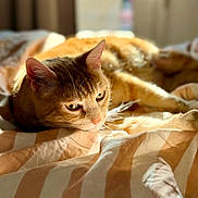 Phœnix participe au concours pour gagner de l'argent avec cette photo : cat, orange_tabby, pet, animal, sunlight, bed, blanket, striped, cozy, relaxed, whiskers, ears, fur, indoor, resting, cute, sleepy, closeup, comfort, warm