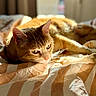 cat, orange_tabby, pet, animal, sunlight, bed, blanket, striped, cozy, relaxed, whiskers, ears, fur, indoor, resting, cute, sleepy, closeup, comfort, warm