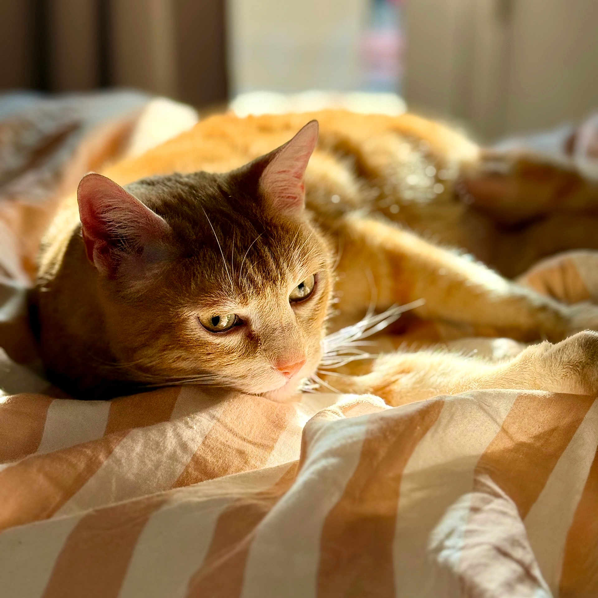 Phœnix participe au concours pour gagner de l'argent avec cette photo : cat, orange_tabby, pet, animal, sunlight, bed, blanket, striped, cozy, relaxed, whiskers, ears, fur, indoor, resting, cute, sleepy, closeup, comfort, warm