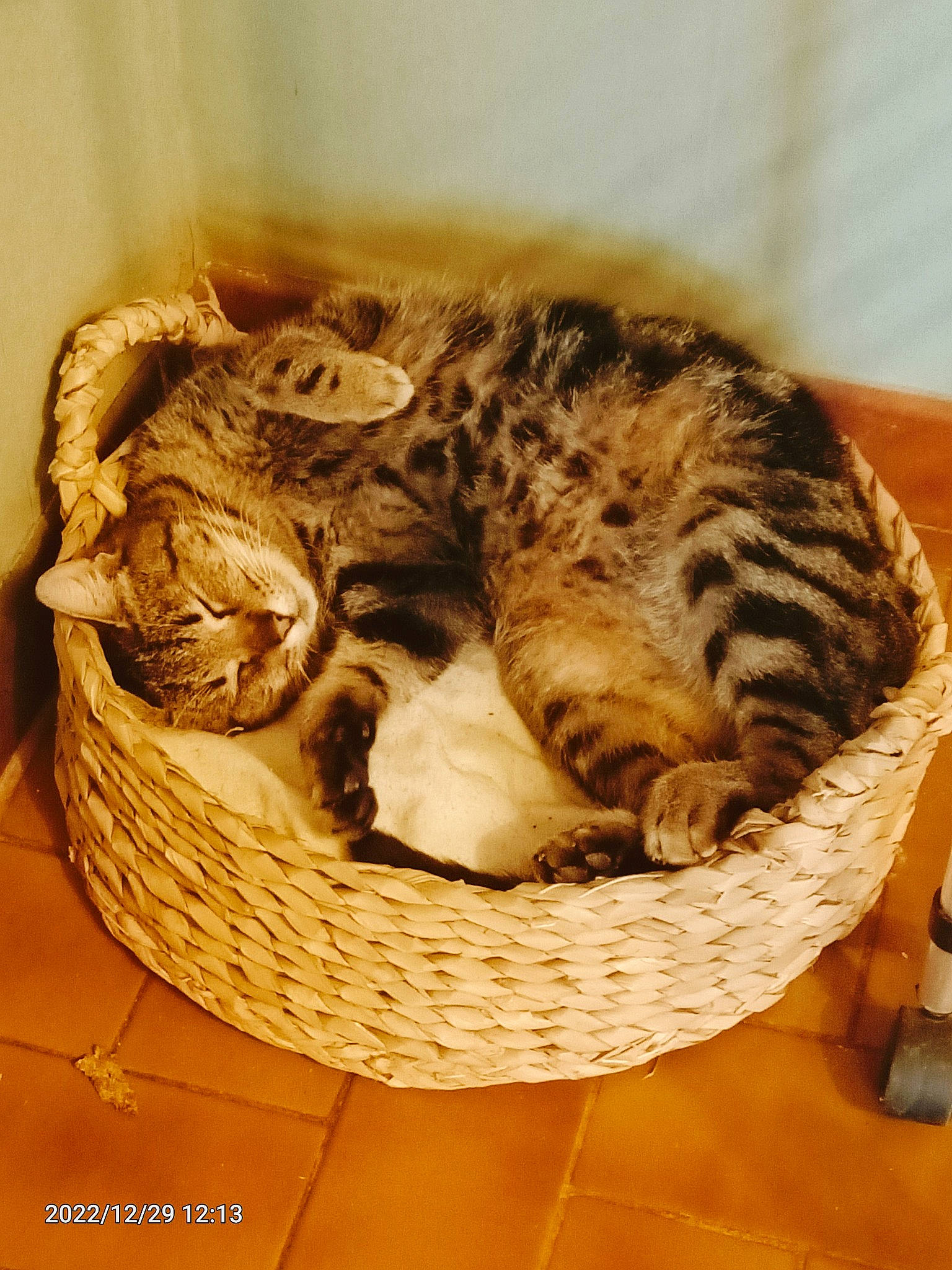 Yuzue a rejoint le concours — aidez-le/la à gagner de superbes lots ! basket, carnivore, cat, cat_bed, cat_supply, comfort, domestic_short_haired_cat, felidae, fur, home_accessories, serpent, small_to_medium_sized_cats, tail, terrestrial_animal, whiskers, wicker, wildlife, wood