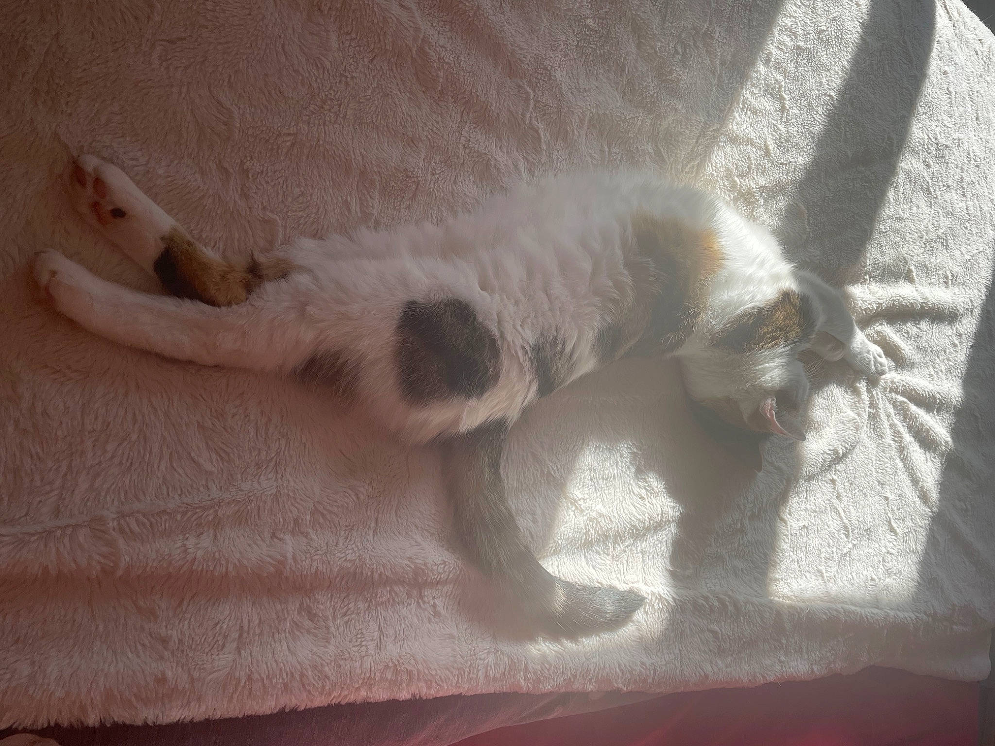 Oups participe au concours pour gagner de l'argent avec cette photo : carnivore, cat, claw, comfort, domestic_short_haired_cat, fawn, felidae, foot, fur, linens, paw, siamese, small_to_medium_sized_cats, snout, sporting_group, tail, terrestrial_animal, toe, whiskers, woven_fabric