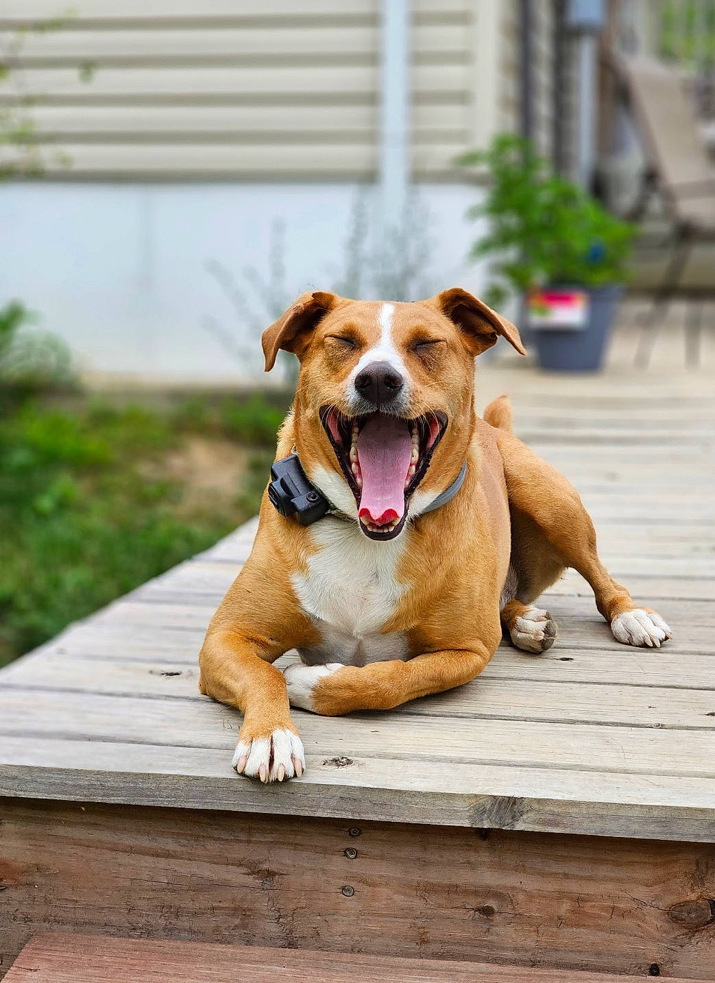 Butch is registered to the contest to win money with this photo: canidae, carnivore, collar, companion_dog, dog, dog_breed, dog_collar, dog_supply, fawn, guard_dog, leash, liver, paw, plant, sporting_group, tail, whiskers, wood, working_animal, working_dog