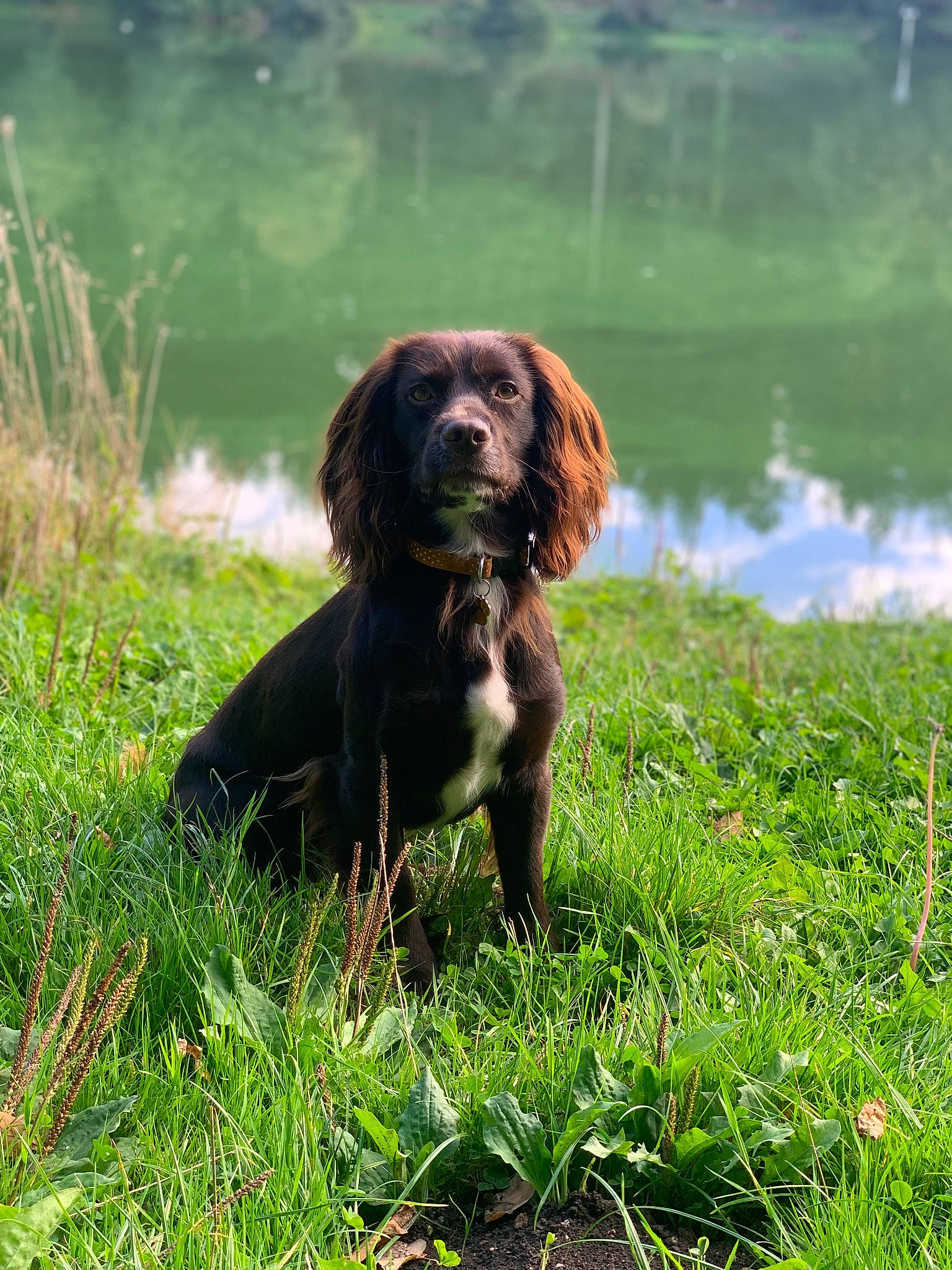 Darwin joined the competition — help win amazing prizes! carnivore, companion_dog, dog, dog_breed, grass, grassland, gun_dog, lake, liver, natural_landscape, pasture, people_in_nature, plant, pointing_breed, retriever, spaniel, sporting_group, terrestrial_animal, water, working_animal