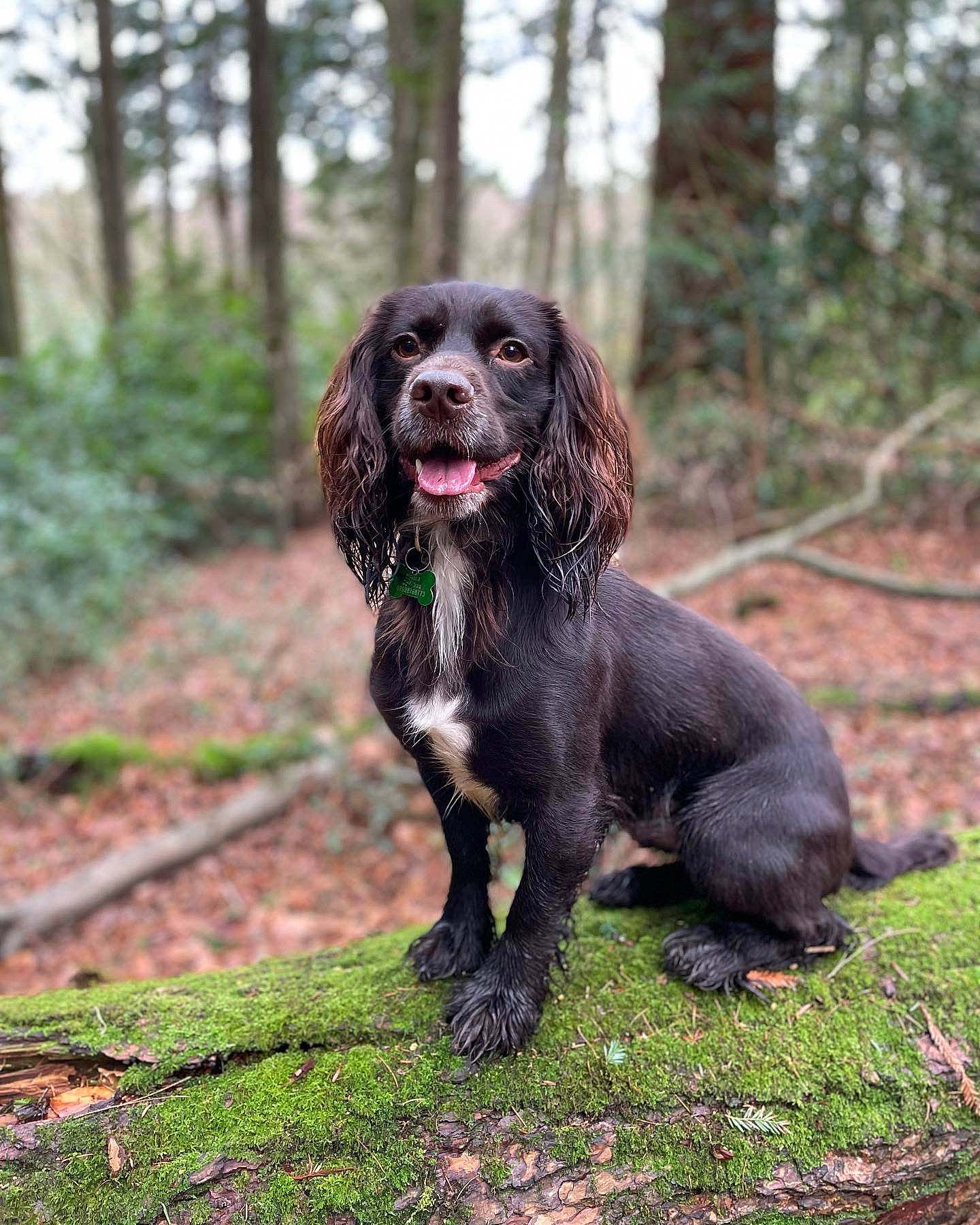 Darwin joined the competition — help win amazing prizes! canidae, carnivore, companion_dog, dog, dog_breed, grass, gun_dog, hunting_dog, liver, plant, snout, spaniel, sporting_group, terrestrial_animal, tree