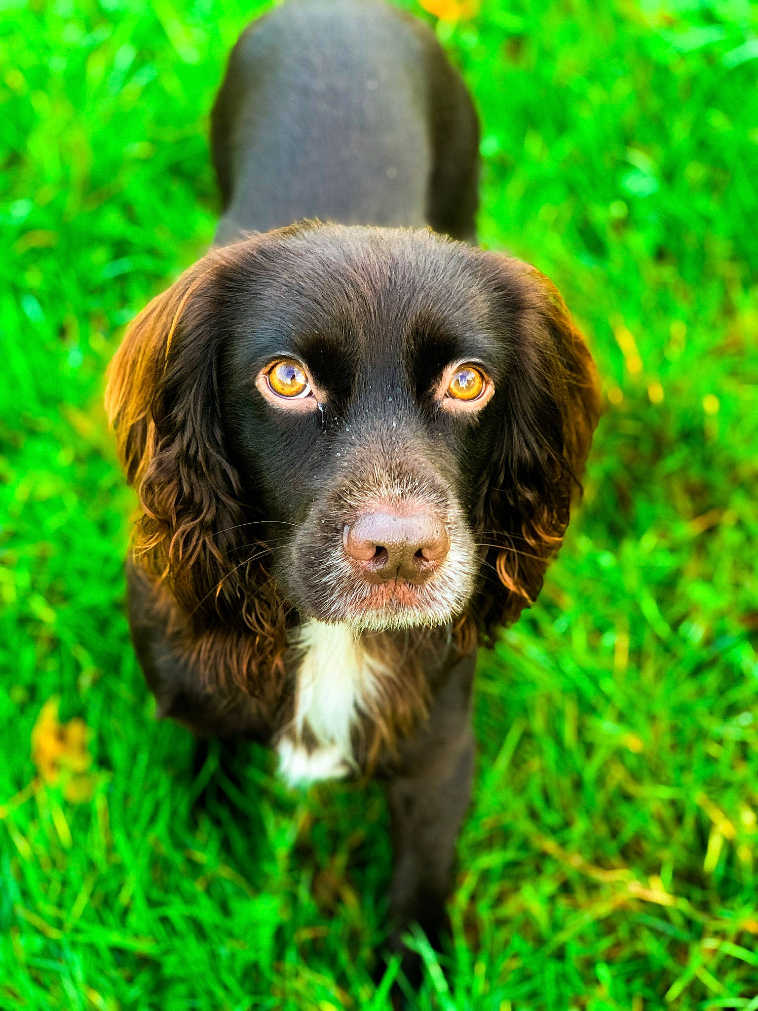Darwin is registered to the contest to win money with this photo: canidae, carnivore, companion_dog, dog, dog_breed, fur, grass, groundcover, hunting_dog, liver, murray_river_curly_coated_retriever, plant, snout, sporting_group, terrestrial_animal, working_animal, working_dog