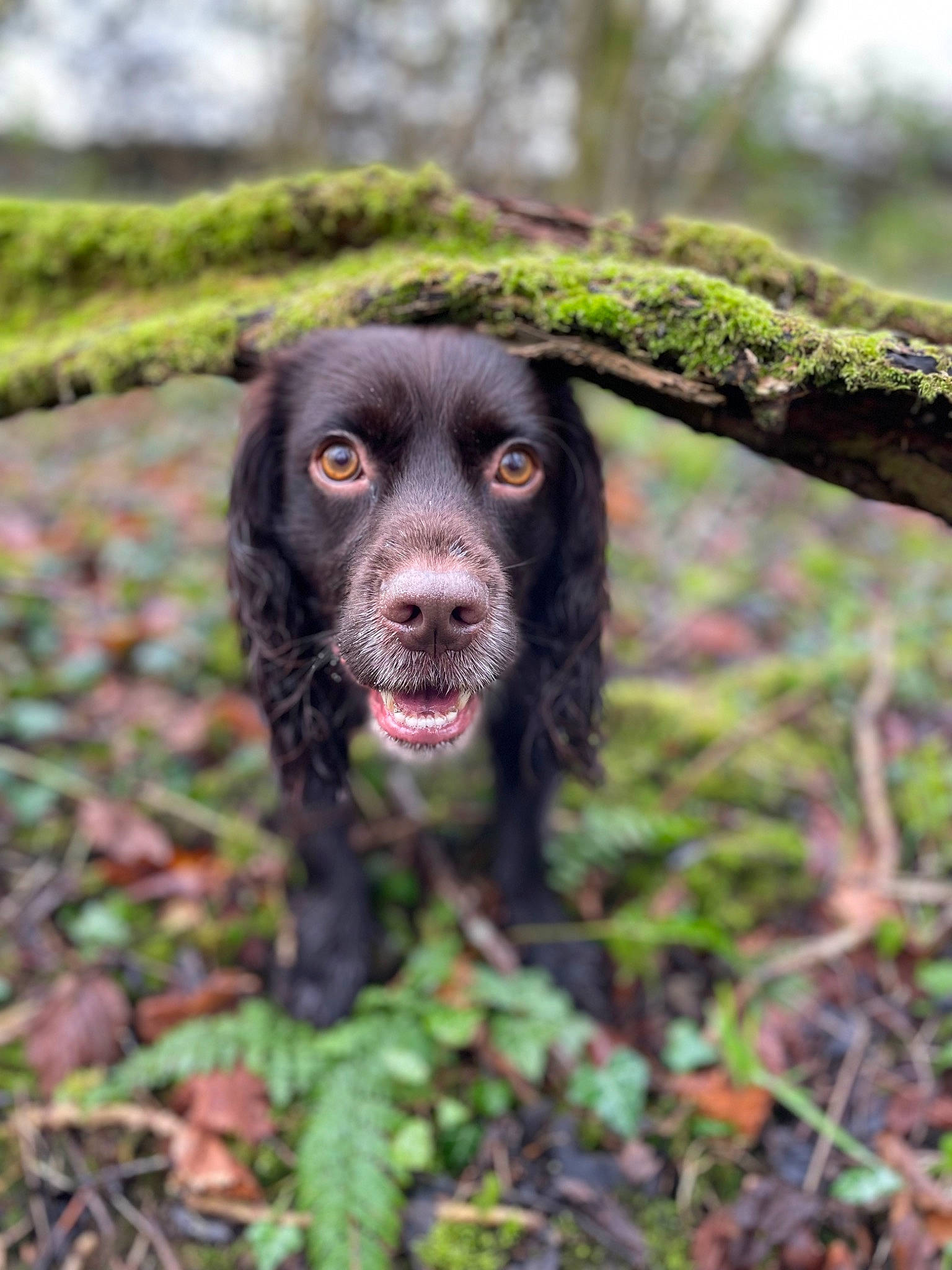 Darwin joined the competition — help win amazing prizes! canidae, carnivore, companion_dog, dog, dog_breed, eye, fawn, forest, fur, grass, gun_dog, liver, plant, retriever, snout, sporting_group, terrestrial_animal, tree, wood, working_animal