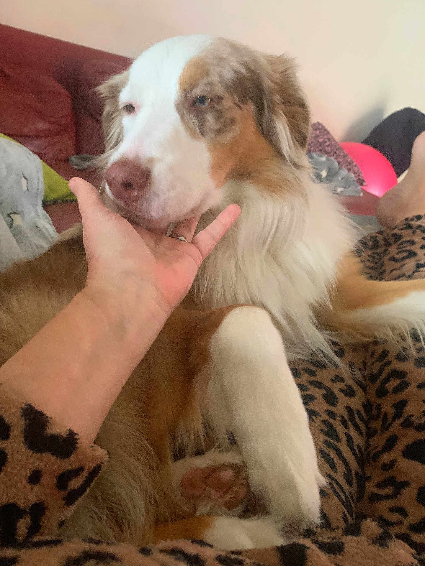 Viago a rejoint le concours — aidez-le/la à gagner de superbes lots ! dog, hand, fur, white_fur, brown_fur, paw, blanket, leopard_print, couch, relaxed, indoor, pet, animal, human_hand, snuggling, cozy, resting, closeup, domestic, sleepy