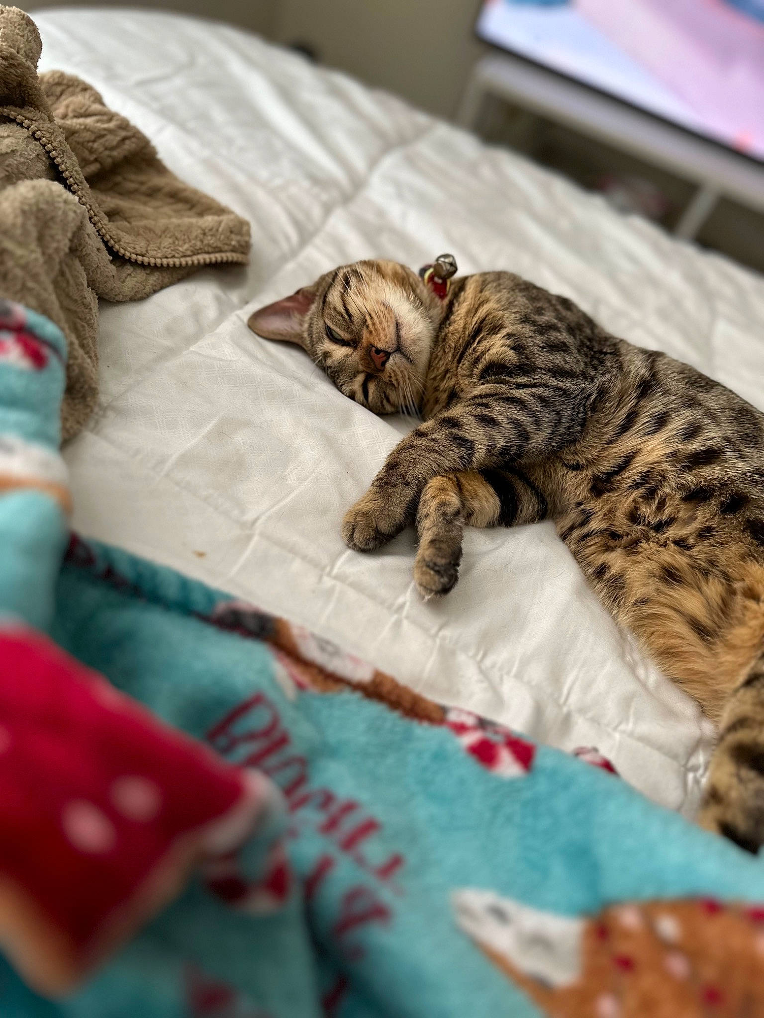 Kia joined the competition — help win amazing prizes! bed, bedding, carnivore, cat, comfort, domestic_short_haired_cat, eye, fawn, felidae, fur, linens, pattern, small_to_medium_sized_cats, snout, tail, terrestrial_animal, tree, whiskers, wildlife, wood