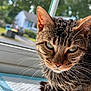 cat, tabby, close_up, window, sunlight, fur, whiskers, outdoor, greenery, suburban, house, reflection, animal, pet, daylight, curious, face, ears, nose, relaxed
