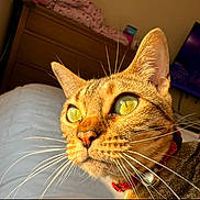 Willow joined the competition — help win amazing prizes! cat, tabby, close_up, green_eyes, whiskers, bed, collar, indoor, feline, pet, dorm_room, furniture, sunlight, domestic_animal, cute, portrait, animal, yellow_eyes, face, curious