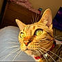 cat, tabby, close_up, green_eyes, whiskers, bed, collar, indoor, feline, pet, dorm_room, furniture, sunlight, domestic_animal, cute, portrait, animal, yellow_eyes, face, curious