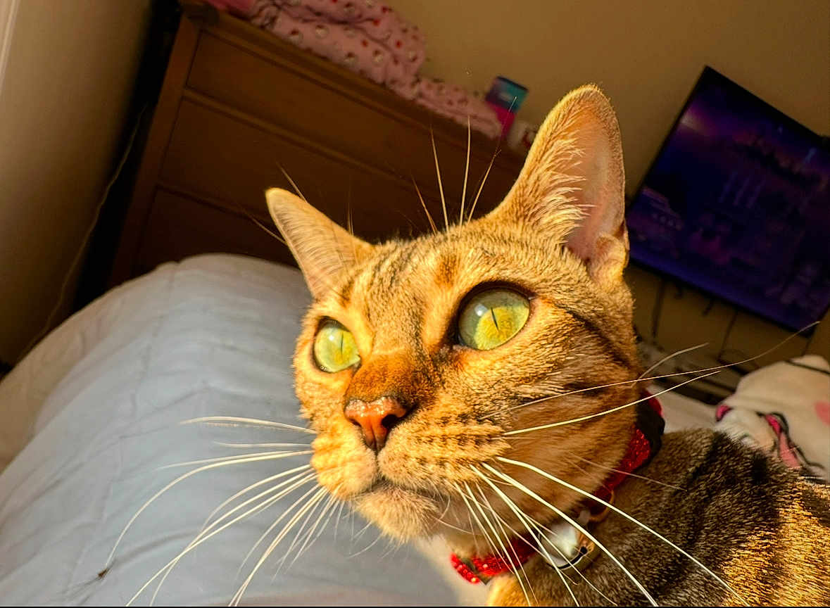 Kira