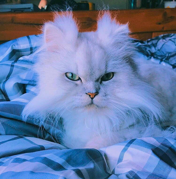 Xerxes joined the competition — help win amazing prizes! american_curl, asian_semi_longhair, british_longhair, british_semi_longhair, burmilla, carnivore, cat, domestic_long_haired_cat, eye, felidae, fur, mammal, persian, ragamuffin, small_to_medium_sized_cats, turkish_angora, vertebrate, whiskers
