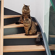Figaro a rejoint le concours — aidez-le/la à gagner de superbes lots ! cat, tabby_cat, stairs, wooden_stairs, indoor, pets, feline, animal, fur, tail, reflection, house, domestic, looking, sitting, two_animals, home_interior, curious, cute, companions