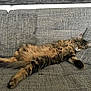 Figaro a rejoint le concours — aidez-le/la à gagner de superbes lots ! cat, tabby, feline, pet, sleeping, couch, gray, cozy, relaxed, fur, whiskers, paw, indoor, home, resting, animal, cute, fluffy, comfort, nap