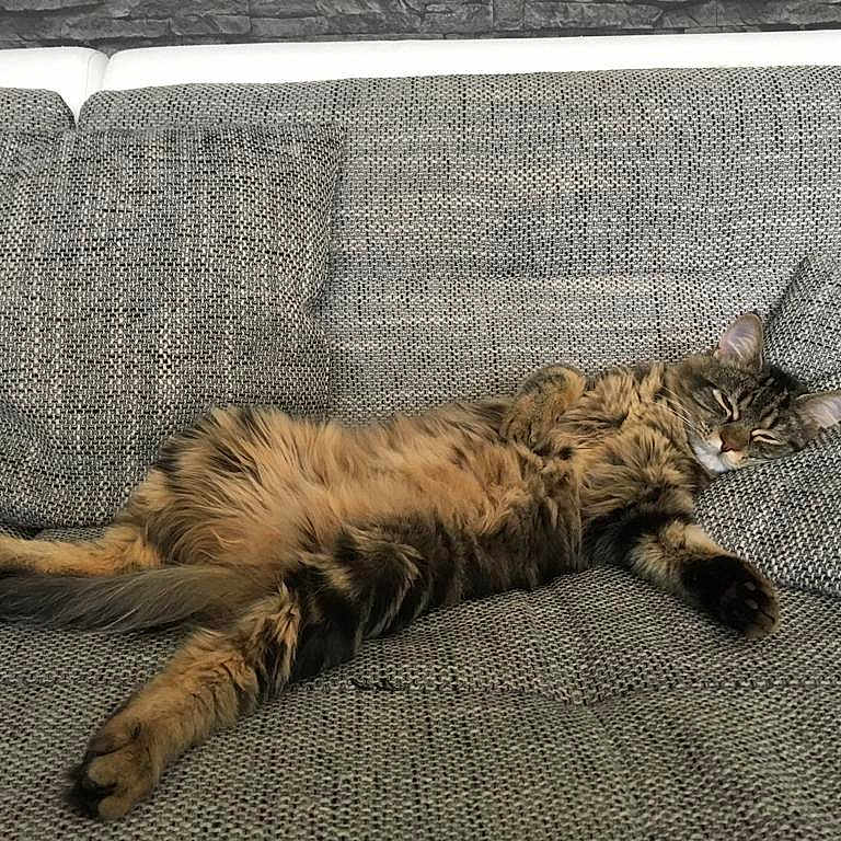 Figaro a rejoint le concours — aidez-le/la à gagner de superbes lots ! animal, cat, comfort, couch, cozy, cute, feline, fluffy, fur, gray, home, indoor, nap, paw, pet, relaxed, resting, sleeping, tabby, whiskers