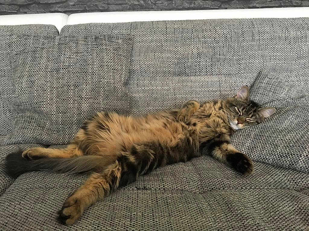 Figaro
