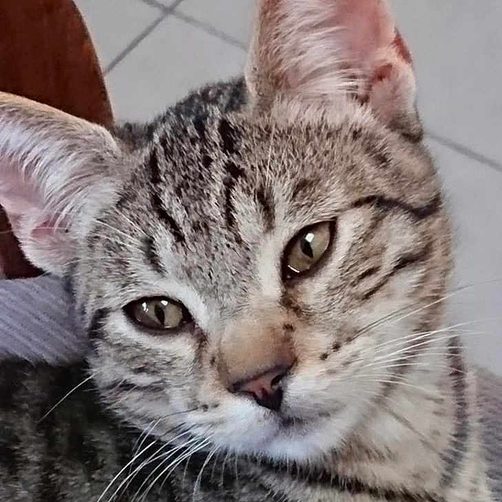 Matteo