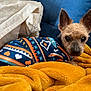 dog, small_dog, sweater, patterned_clothing, orange_blanket, blue_couch, cream_blanket, pet, cozy, indoor, fur, ears, tongue, cute, relaxed, resting, animal, companion, domestic, snuggled