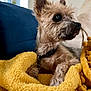 dog, pet, blanket, yellow, cozy, fur, indoor, couch, small_dog, curious, resting, portrait, animal, cute, ears, snout, collar, tongue, furniture, relaxing