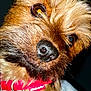 dog, close_up, pet, canine, fur, nose, collar, animal, cute, whiskers, face, brown_fur, domestic_animal, looking, alert, portrait, fluffy, indoor, friendly, companion
