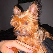 Villow a rejoint le concours — aidez-le/la à gagner de superbes lots ! animal, brown_fur, closeup, companion, cozy, dim_lighting, dog, domestic_animal, ears, fur, furry, hand, human_hand, indoor, lying_down, paw, pet, portrait, resting, wall_art