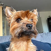 Villow participe au concours pour gagner de l'argent avec cette photo : dog, pet, canine, close_up, indoors, living_room, sofa, fur, brown_fur, alert, portrait, cute, animal, domestic_animal, whiskers, ears, nose, tail, furniture, household