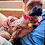 dog, pet, small_dog, red_collar, person, hand, lap, blue_shirt, shorts, wooden_background, relaxed, scruffy, fur, domestic_animal, companionship, outdoor, sunlight, resting, cute, casual