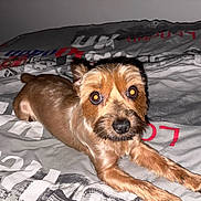 Villow participe au concours pour gagner de l'argent avec cette photo : dog, pet, bed, blanket, fur, animal, indoor, cute, brown, lying, canine, looking, flash, domestic, resting, fur_texture, bedroom, companion, animal_face, paw