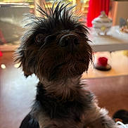 Naya a rejoint le concours — aidez-le/la à gagner de superbes lots ! animal, background_blur, black, brown, close_up, companion, curious, cute, dog, domestic, fur, furniture, indoor, nose, pet, portrait, red_curtain, scruffy, table, whiskers