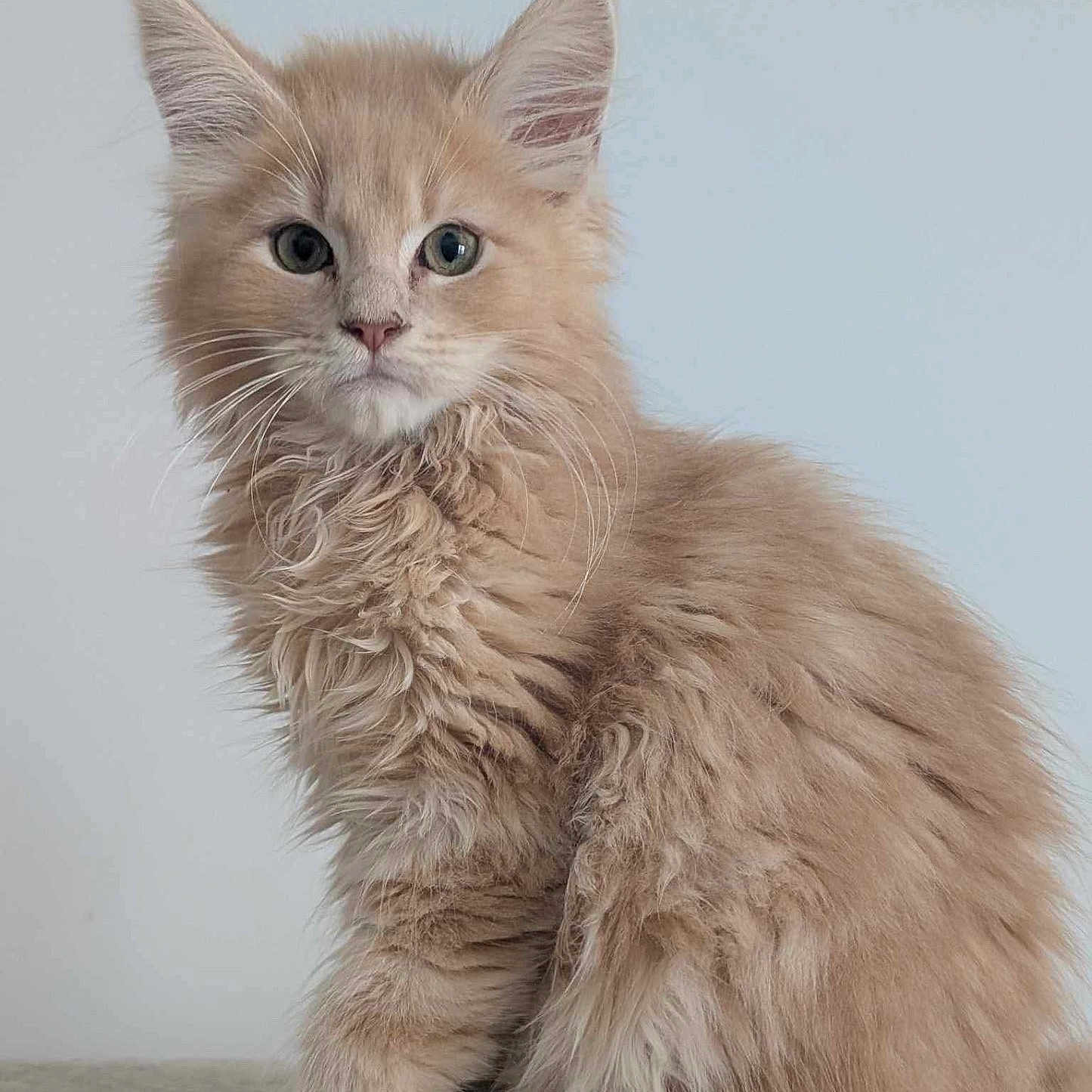 Atlas participe au concours pour gagner de l'argent avec cette photo : adorable, animal, beige, cat, closeup, cute, domestic, ears, feline, fluffy, fur, indoor, kitten, paws, pet, portrait, sitting, soft, whiskers, young