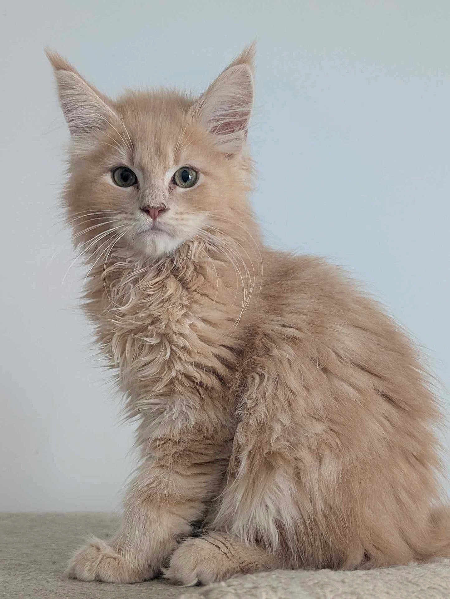 Atlas participe au concours pour gagner de l'argent avec cette photo : kitten, cat, fluffy, beige, pet, animal, fur, cute, young, portrait, whiskers, ears, paws, sitting, indoor, closeup, soft, feline, adorable, domestic