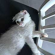 Dayday participe au concours pour gagner de l'argent avec cette photo : cat, kitten, white_fur, chair, wooden_chair, floor_tiles, indoor, pet, animal, curious, wide_eyes, paw, grip, feline, young_cat, resting, fur_texture, domestic_cat, household, cute