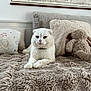 Prince participe au concours pour gagner de l'argent avec cette photo : cat, scottish_fold, white_cat, plush_blanket, cushion, stuffed_bunny, indoor, pet, furry, relaxed, cozy, bedroom, decor, furniture, map_poster, animal, cute, soft_texture, resting, home
