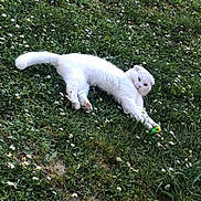 Prince a rejoint le concours — aidez-le/la à gagner de superbes lots ! cat, white_cat, grass, flowers, outdoor, pet, animal, stretching, toy, nature, greenery, playful, fluffy, small_flowers, relaxing, cute, daylight, summer, wildflowers, mammal