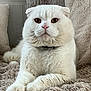 Prince participe au concours pour gagner de l'argent avec cette photo : cat, scottish_fold, white_cat, fluffy, pet, animal, indoor, cozy, blanket, fur, cute, relaxed, portrait, feline, whiskers, ears, paws, domestic_animal, home, resting