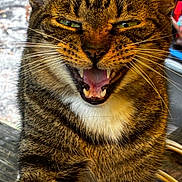 Ozzie joined the competition — help win amazing prizes! cat, tabby, animal, pet, feline, close_up, teeth, whiskers, fur, green_eyes, mouth_open, outdoor, wood, portrait, cute, expression, nature, animal_face, vibrant, sharp
