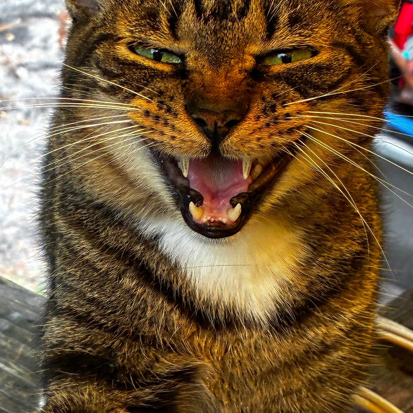 Ozzie joined the competition — help win amazing prizes! cat, tabby, animal, pet, feline, close_up, teeth, whiskers, fur, green_eyes, mouth_open, outdoor, wood, portrait, cute, expression, nature, animal_face, vibrant, sharp