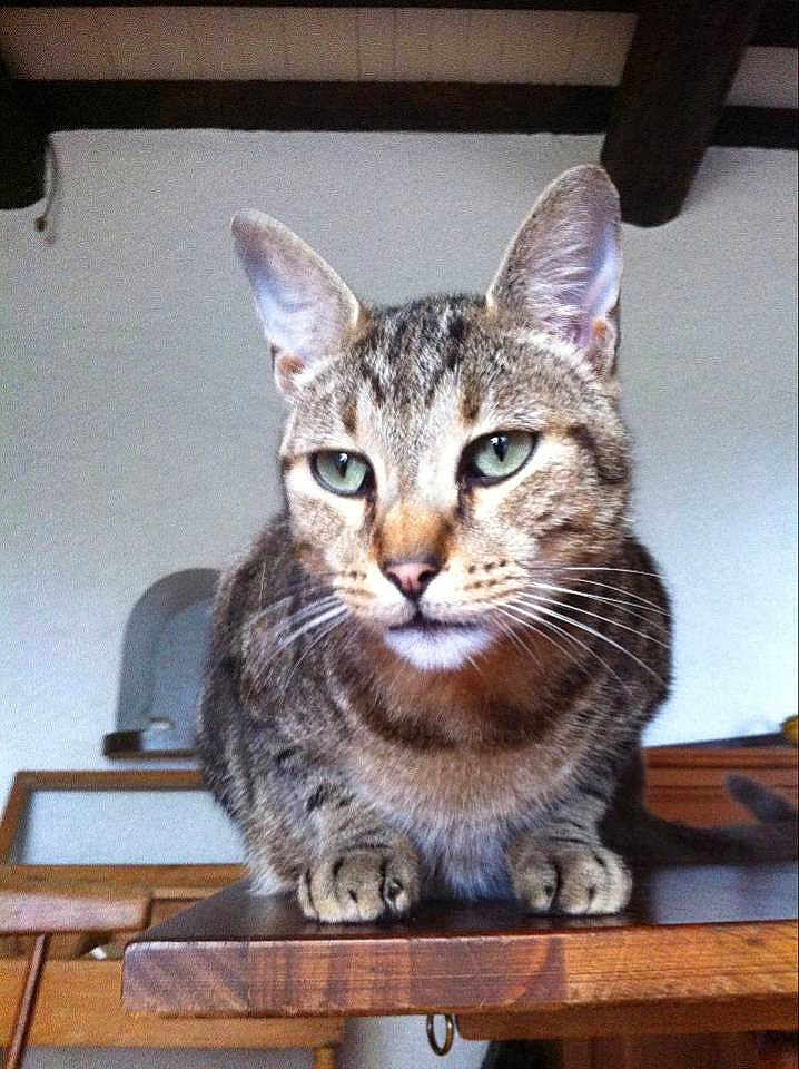 Reglisse