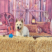 Oso is registered to the contest to win money with this photo: animal, barn, brown, country, cowboy_boots, dog, farm, guitar, hay, lantern, outdoor, pet, playing, rope, rustic, smiling, string_lights, toy, white, wooden_wheel