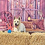 animal, barn, brown, country, cowboy_boots, dog, farm, guitar, hay, lantern, outdoor, pet, playing, rope, rustic, smiling, string_lights, toy, white, wooden_wheel