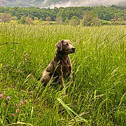 Watson a rejoint le concours — aidez-le/la à gagner de superbes lots ! dog, grass, wildflowers, meadow, mountains, clouds, nature, outdoor, animal, pet, collar, sitting, greenery, scenic, landscape, field, fog, peaceful, canine, flora