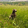 dog, grass, wildflowers, meadow, mountains, clouds, nature, outdoor, animal, pet, collar, sitting, greenery, scenic, landscape, field, fog, peaceful, canine, flora