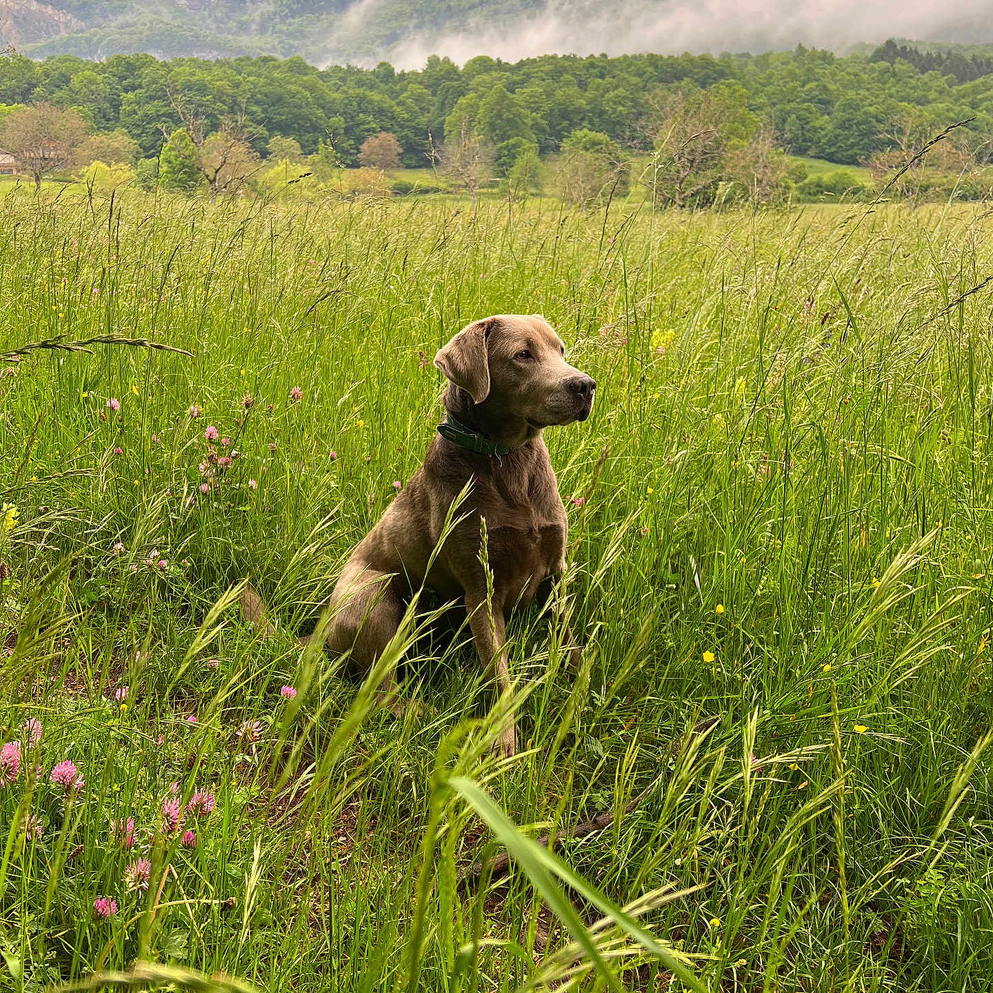 Watson a rejoint le concours — aidez-le/la à gagner de superbes lots ! dog, grass, wildflowers, meadow, mountains, clouds, nature, outdoor, animal, pet, collar, sitting, greenery, scenic, landscape, field, fog, peaceful, canine, flora