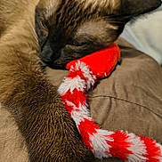Mocha is registered to the contest to win money with this photo: animal, brown, cat, close_up, cozy, cute, domestic_cat, fur, fuzzy, indoor, paw, pet, red, relaxed, resting, siamese_cat, sleeping, soft, toy, white