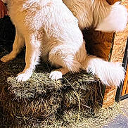 Rocky And Aspen is registered to the contest to win money with this photo: dog, white_dog, fluffy, hay, barn, animal, pet, sitting, fur, tail, wood, rustic, indoors, floor, cute, companion, mammal, canine, friendly, domestic