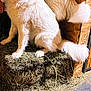 dog, white_dog, fluffy, hay, barn, animal, pet, sitting, fur, tail, wood, rustic, indoors, floor, cute, companion, mammal, canine, friendly, domestic