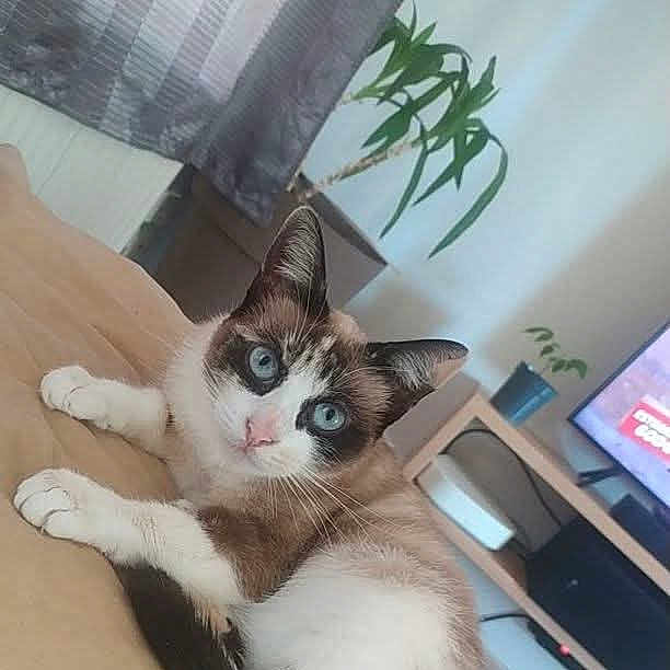 Emeraud